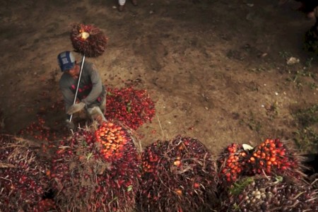 Φοινικέλαιο: Διεθνείς επωνυμίες επωφελούνται από την παιδική και την αναγκαστική εργασία